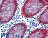 Anti-HOXC8 Antibody (aa35-84) IHC-plus LS-B4004