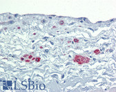 Anti-SOX7 Antibody (aa38-87) IHC-plus LS-B4005