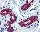 Anti-FUBP3 Antibody (aa503-552) IHC-plus LS-B4018