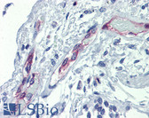 Anti-EHD4 Antibody (aa396-445) IHC-plus LS-B4022