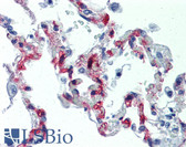 Anti-VWF / Von Willebrand Factor Antibody (clone 21-43) IHC-plus LS-B4034