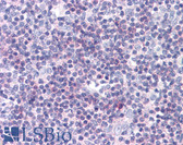 Anti-CD5 Antibody (clone UCHT2) IHC-plus LS-B4041