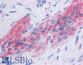 Anti-CD9 Antibody (clone SN4/C3-3A2) IHC-plus LS-B4042
