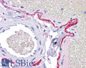 Anti-CD55 Antibody (clone 143-30) IHC-plus LS-B4045