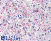 Anti-TNF Alpha Antibody (clone MAb1) IHC-plus LS-B4057