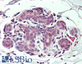Anti-ITGA6/Integrin Alpha 6/CD49f Antibody (N-Terminus) IHC-plus LS-A8770