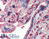 Anti-GAPDH Antibody IHC-plus LS-B4075