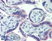 Anti-OR51E1 Antibody IHC-plus LS-B4084