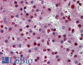 Anti-STAT3 Antibody (clone 7G3H4) IHC-plus LS-B4102