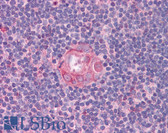 Anti-CD80 Antibody (clone 2A2) IHC-plus LS-B4109