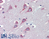 Anti-FAAH Antibody (C-Terminus) IHC-plus LS-B4126