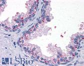 Anti-SDR9C1 / BDH1 Antibody (clone 1A5) IHC-plus LS-B4131