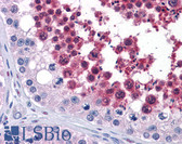 Anti-CDC25C Antibody (clone 1F12) IHC-plus LS-B4149