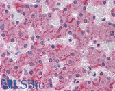 Anti-CDH2 / N Cadherin Antibody (clone 5D5) IHC-plus LS-B4160