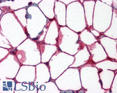 Anti-VCAM1 / CD106 Antibody (clone 6G9) IHC-plus LS-B4161