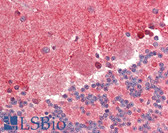 Anti-FABP7 / BLBP / MRG Antibody (C-Terminus) IHC-plus LS-B4173