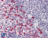 Anti-CD53 Antibody (clone MEM-53) IHC-plus LS-B4184