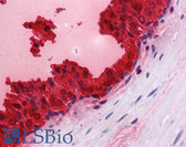 Anti-KLK3 / PSA Antibody IHC-plus LS-B4231