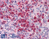 Anti-HNE / Neutrophil Elastase Antibody IHC-plus LS-B4244