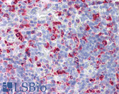 Anti-CD68 Antibody (clone ED1) IHC-plus LS-B4273