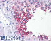 Anti-ART3 Antibody (clone 3A2) IHC-plus LS-B4283
