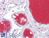 Anti-Complement C3 Antibody (clone 5F9) IHC-plus LS-B4290