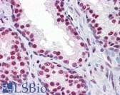 Anti-CBFA1 / RUNX2 Antibody (clone 4D5) IHC-plus LS-B4294