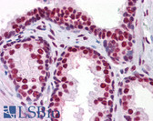 Anti-CBFA1 / RUNX2 Antibody (clone 3F5) IHC-plus LS-B4296