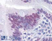 Anti-CDX2 Antibody (clone 1C7) IHC-plus LS-B4299