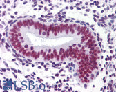 Anti-CHD4 Antibody (clone 4H4) IHC-plus LS-B4300