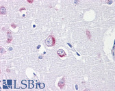 Anti-DARS Antibody (clone 2F11) IHC-plus LS-B4310
