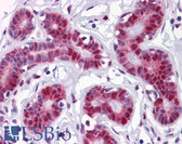 Anti-TSC22D3 / GILZ Antibody (clone 3A5) IHC-plus LS-B4313