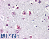 Anti-EMX2 Antibody (clone 4F7) IHC-plus LS-B4317