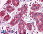 Anti-ENO1 / Alpha Enolase Antibody (clone 8G8) IHC-plus LS-B4318