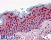 Anti-SFN / Stratifin / 14-3-3 Sigma Antibody (clone 3C3) IHC-plus LS-B4334