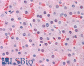 Anti-HBB / Hemoglobin Beta Antibody (clone 7B12) IHC-plus LS-B4339