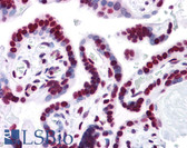 Anti-HMG1 / HMGB1 Antibody (clone 1D5) IHC-plus LS-B4341