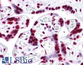 Anti-HMG1 / HMGB1 Antibody (clone 1B11) IHC-plus LS-B4342