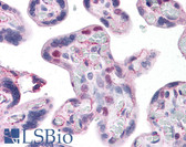 Anti-HMG2 / HMGB2 Antibody (clone 3C7) IHC-plus LS-B4354