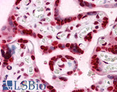Anti-HMG2 / HMGB2 Antibody (clone 3D2) IHC-plus LS-B4355