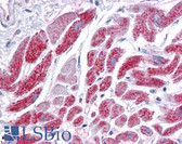 Anti-IDH2 Antibody (clone 5F11) IHC-plus LS-B4358