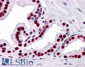 Anti-SMAD6 Antibody (clone 4C8) IHC-plus LS-B4367