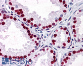 Anti-SMAD6 Antibody (clone 4F3) IHC-plus LS-B4368