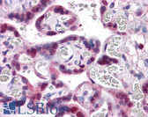 Anti-SMAD6 Antibody (clone 2A6) IHC-plus LS-B4369
