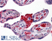 Anti-MSX2 / MSH Antibody (clone 1F6) IHC-plus LS-B4380