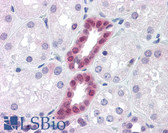 Anti-PAX2 Antibody (clone 3C7) IHC-plus LS-B4389