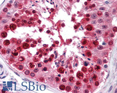 Anti-HNRNP-E2 / PCBP2 Antibody (clone 5F12) IHC-plus LS-B4392