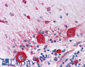 Anti-RPS2 Antibody (clone 3G6) IHC-plus LS-B4404