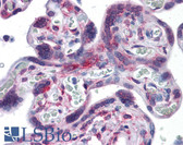 Anti-RPS7 Antibody (clone 3G4) IHC-plus LS-B4406