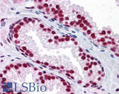 Anti-SAFB1 / SAFB Antibody (clone 5A11) IHC-plus LS-B4411